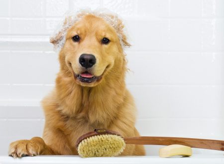 I Cani e la Toelettatura – Quando l’Igiene è Salute