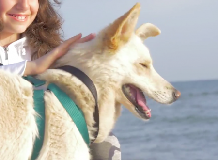 LAV – I Cani del Parelli al Mare