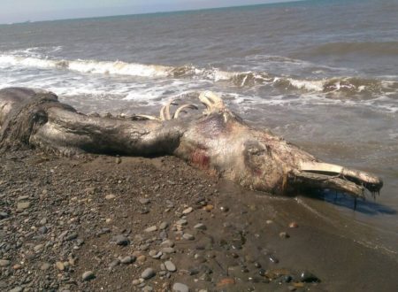 Mostro marino in Russia – solo un cetaceo