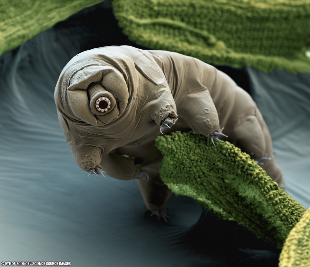 Water bear (Macrobiotus sapiens) in moss. Color enhanced scanning electron micrograph (SEM) of a water bear in its active state. Water bears (or tardigrades) are tiny invertebrates that live in aquatic and semi-aquatic habitats such as lichen and damp moss. They require water to obtain oxygen by gas exchange. In dry conditions, they can enter a cryptobiotic state of desiccation, known as a tun, to survive. In this state, water bears can survive for up to a decade. This species was found in moss samples from Croatia. It feeds on plant and animal cells. Water bears are found throughout the world, including regions of extreme temperature, such as hot springs, and extreme pressure, such as deep underwater. They can also survive high levels of radiation and the vacuum of space. Magnification: x250 when printed 10cm wide.